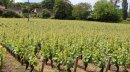 Vignoble à l'ouest de Buxy